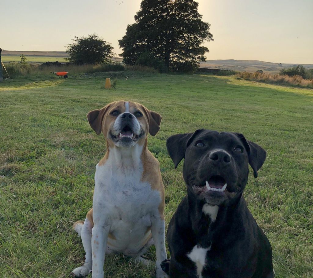 Sunnymead Kennels & Cattery